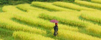 Travelers with Northwest loop - Trekking and homestay